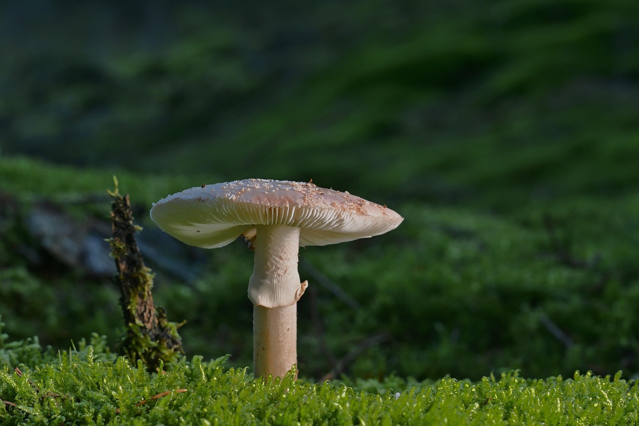 痩せ菌サプリの効果は本当にあるのか？