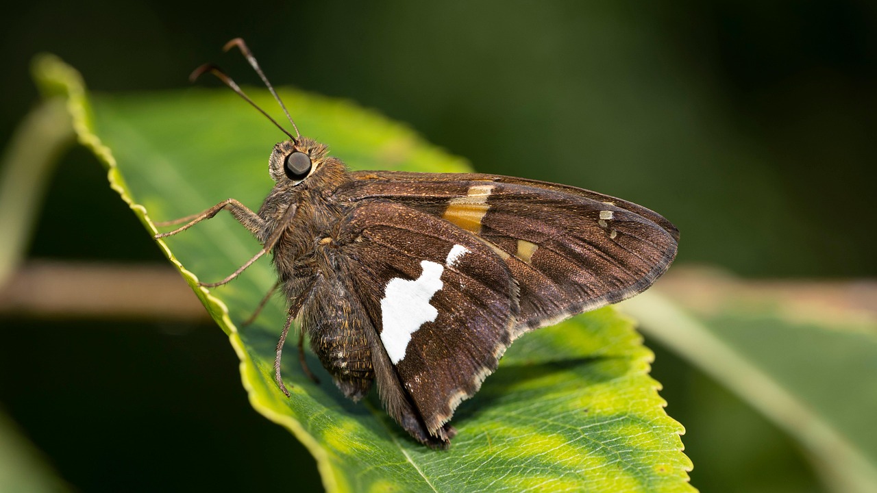 ダイエットサプリの効果があるとされる成分は？