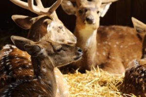 甘いものをやめられない人のためのダイエット成功法は？