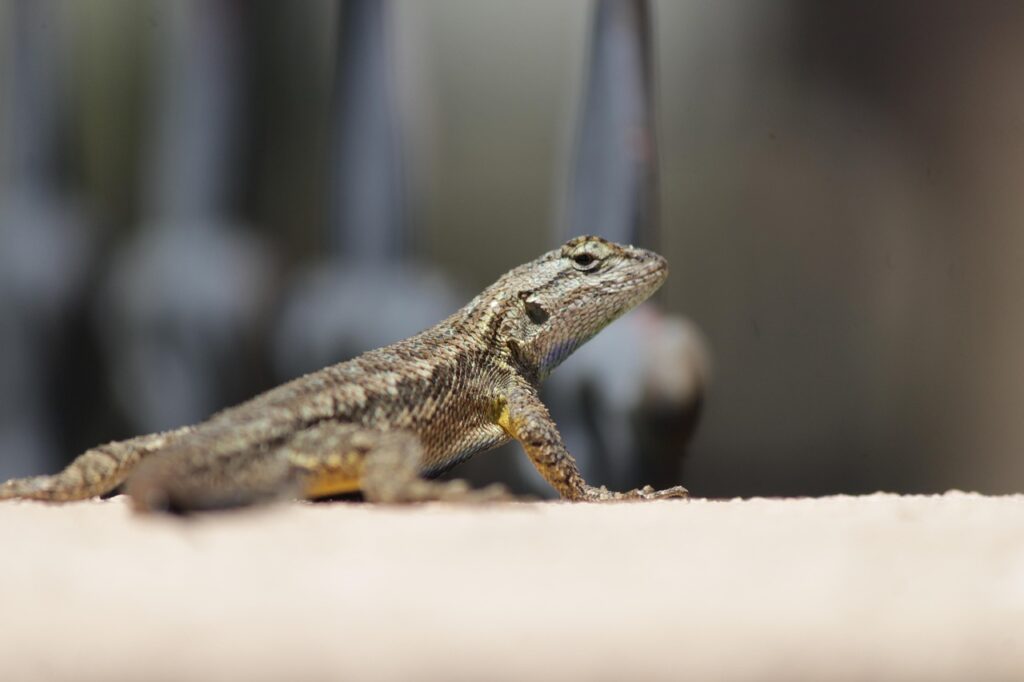 腕立て伏せの回数は女性にとってどのくらいが理想？