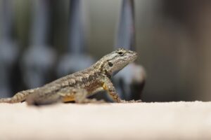 腕立て伏せの回数は女性にとってどのくらいが理想？