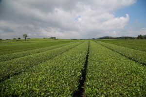 緑茶ダイエットの効果は本当にある？その真実を解明！