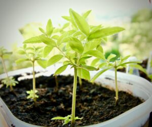 難消化性デキストリンのダイエット効果は本当にある？