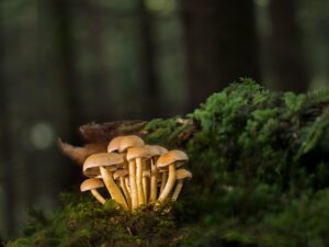 痩せ菌を増やすために食べるべき食べ物は？