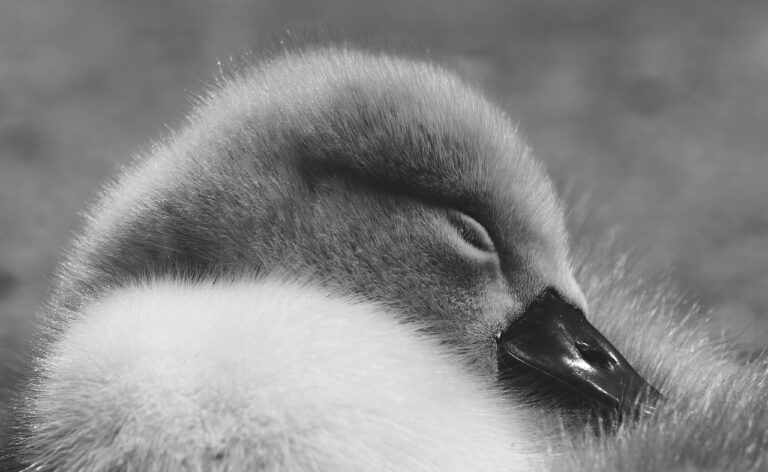 睡眠がダイエットに与える影響はなぜ大事なの？